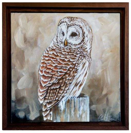 Barred Owl